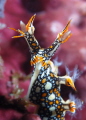   Borellia AnguilliformeNikon D200 60 micro twin stroboManado 2012  